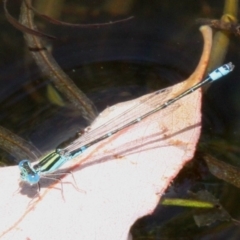 Austroagrion watsoni (Eastern Billabongfly) at Mount Clear, ACT - 9 Feb 2017 by HarveyPerkins