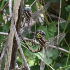 Adversaeschna brevistyla (Blue-spotted Hawker) at Mount Clear, ACT - 9 Feb 2017 by HarveyPerkins