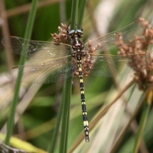 Synthemis eustalacta at Mount Clear, ACT - 9 Feb 2017 02:14 PM