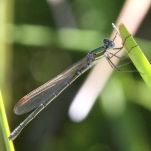 Austrolestes cingulatus at Mount Clear, ACT - 9 Feb 2017