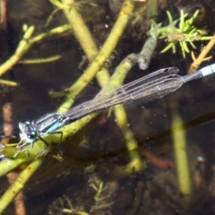 Ischnura heterosticta (Common Bluetail Damselfly) at Mount Clear, ACT - 9 Feb 2017 by HarveyPerkins