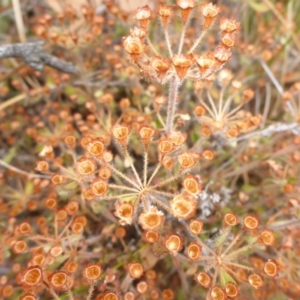 Pomax umbellata at Canberra Central, ACT - 25 Feb 2017 09:58 AM