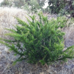 Grevillea sp. at Hughes, ACT - 7 Oct 2016