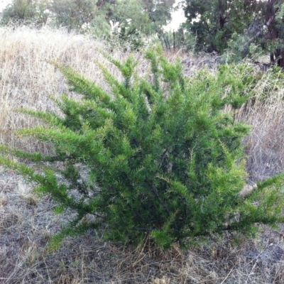 Grevillea (genus) (Grevillea) at Hughes, ACT - 7 Oct 2016 by ruthkerruish