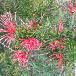 Grevillea sp. at Hughes, ACT - 7 Oct 2016 12:00 AM