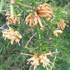 Grevillea sp. at Hughes, ACT - 7 Oct 2016