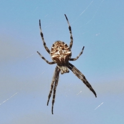 Hortophora sp. (genus) (Garden orb weaver) at Tuggeranong DC, ACT - 6 Mar 2017 by JohnBundock