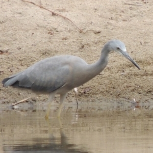 Egretta novaehollandiae at Paddys River, ACT - 2 Mar 2017 06:30 PM