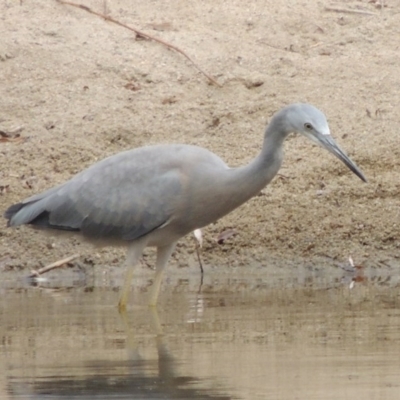 Egretta novaehollandiae (White-faced Heron) at Point Hut to Tharwa - 2 Mar 2017 by MichaelBedingfield