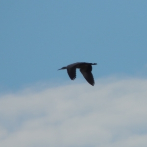 Egretta novaehollandiae at Bonython, ACT - 2 Mar 2017 07:21 PM