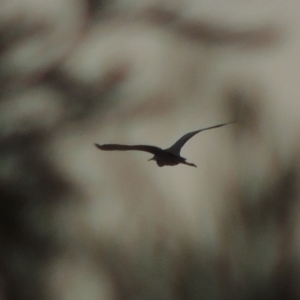 Egretta novaehollandiae at Paddys River, ACT - 7 Mar 2017 12:00 AM