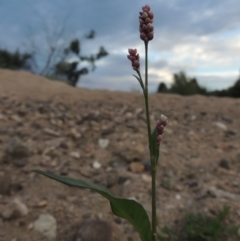 Persicaria decipiens (Slender Knotweed) at Paddys River, ACT - 2 Mar 2017 by MichaelBedingfield