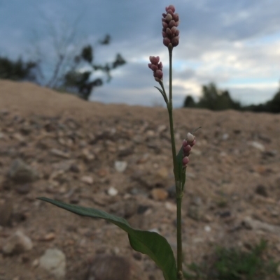 Persicaria decipiens (Slender Knotweed) at Paddys River, ACT - 2 Mar 2017 by MichaelBedingfield