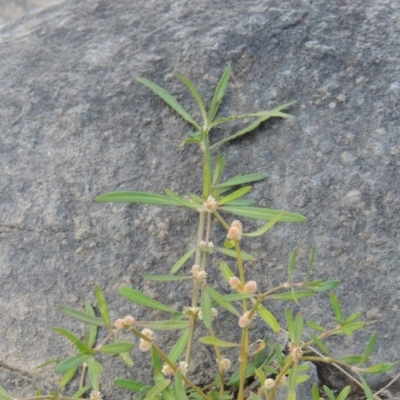 Alternanthera denticulata (Lesser Joyweed) at Gordon, ACT - 2 Mar 2017 by MichaelBedingfield