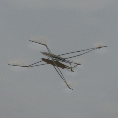 Aquarius antigone (Water strider, pond skater) at Paddys River, ACT - 2 Mar 2017 by MichaelBedingfield
