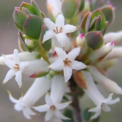 Brachyloma daphnoides (Daphne Heath) at Kambah, ACT - 9 Oct 2010 by MatthewFrawley