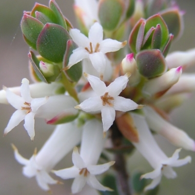 Brachyloma daphnoides (Daphne Heath) at Mount Taylor - 9 Oct 2010 by MatthewFrawley