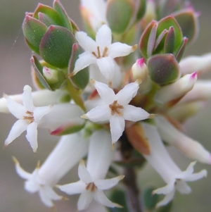 Brachyloma daphnoides at Kambah, ACT - 9 Oct 2010