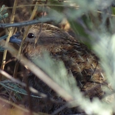 Synoicus ypsilophorus (Brown Quail) at Cooleman Ridge - 19 Feb 2017 by roymcd