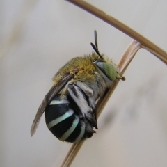 Amegilla (Zonamegilla) asserta (Blue Banded Bee) at Kambah, ACT - 8 Mar 2017 by MatthewFrawley