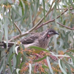 Anthochaera carunculata (Red Wattlebird) at Kambah, ACT - 8 Mar 2017 by MatthewFrawley