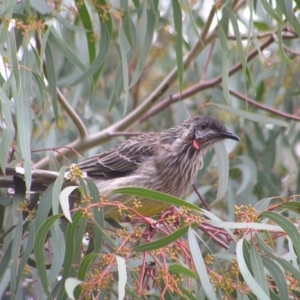 Anthochaera carunculata at Kambah, ACT - 8 Mar 2017 12:00 AM