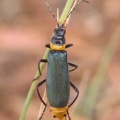 Chauliognathus lugubris (Plague Soldier Beetle) at Kambah, ACT - 7 Mar 2017 by MatthewFrawley