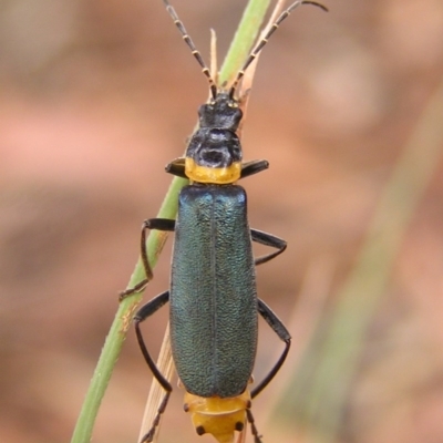Chauliognathus lugubris (Plague Soldier Beetle) at Kambah, ACT - 7 Mar 2017 by MatthewFrawley
