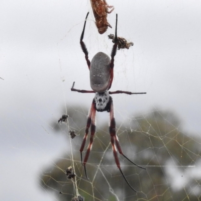 Trichonephila edulis (Golden orb weaver) at QPRC LGA - 8 Mar 2017 by JohnBundock