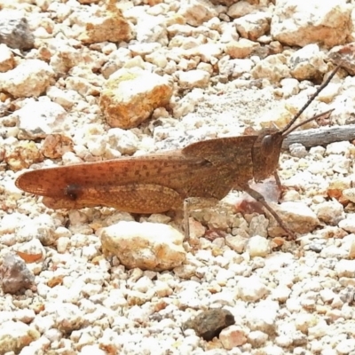 Goniaea sp. (genus) (A gumleaf grasshopper) at QPRC LGA - 8 Mar 2017 by JohnBundock