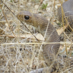 Pseudonaja textilis (Eastern Brown Snake) at Forde, ACT - 8 Mar 2017 by CedricBear