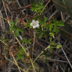 Geranium potentilloides (Soft Crane's-bill) at QPRC LGA - 8 Mar 2017 by JohnBundock