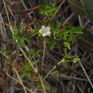 Geranium potentilloides at Tralee, ACT - 8 Mar 2017