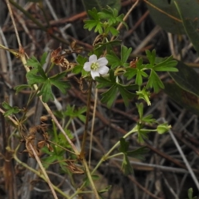 Geranium potentilloides (Soft Crane's-bill) at QPRC LGA - 8 Mar 2017 by JohnBundock