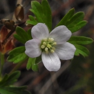 Geranium potentilloides at Tralee, ACT - 8 Mar 2017