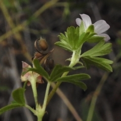 Geranium potentilloides at Tralee, ACT - 8 Mar 2017