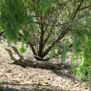 Varanus rosenbergi at Bywong, NSW - suppressed