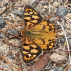 Heteronympha penelope (Shouldered Brown) at Melrose - 8 Mar 2017 by JohnBundock