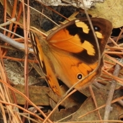 Heteronympha merope (Common Brown Butterfly) at Chisholm, ACT - 8 Mar 2017 by JohnBundock