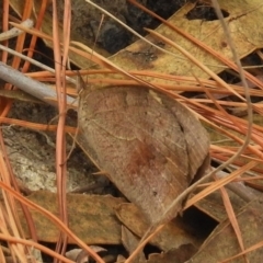 Heteronympha merope at Chisholm, ACT - 8 Mar 2017