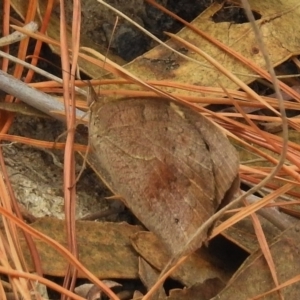 Heteronympha merope at Chisholm, ACT - 8 Mar 2017