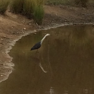 Ardea pacifica at Chifley, ACT - 8 Mar 2017