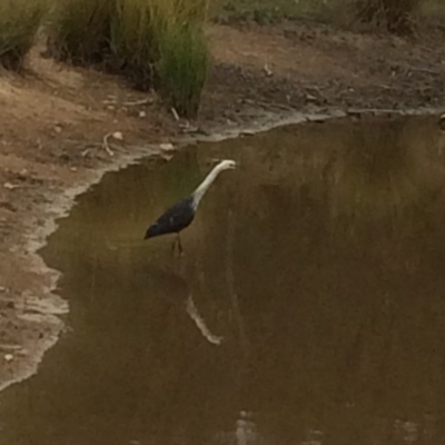 Ardea pacifica (White-necked Heron) at Mount Taylor - 8 Mar 2017 by George