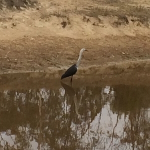 Ardea pacifica at Chifley, ACT - 8 Mar 2017