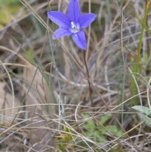 Wahlenbergia gloriosa at Cotter River, ACT - 8 Mar 2017