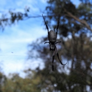 Trichonephila edulis at Hackett, ACT - 5 Mar 2017 12:00 AM