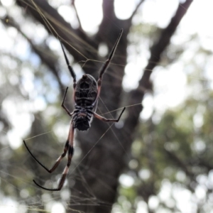 Trichonephila edulis at Hackett, ACT - 5 Mar 2017 12:00 AM