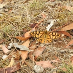 Heteronympha penelope (Shouldered Brown) at Hackett, ACT - 4 Mar 2017 by Qwerty