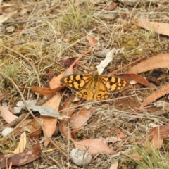 Heteronympha penelope at Hackett, ACT - 5 Mar 2017 12:00 AM