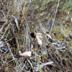 Hortophora sp. (genus) (Garden orb weaver) at Mount Majura - 4 Mar 2017 by Qwerty
